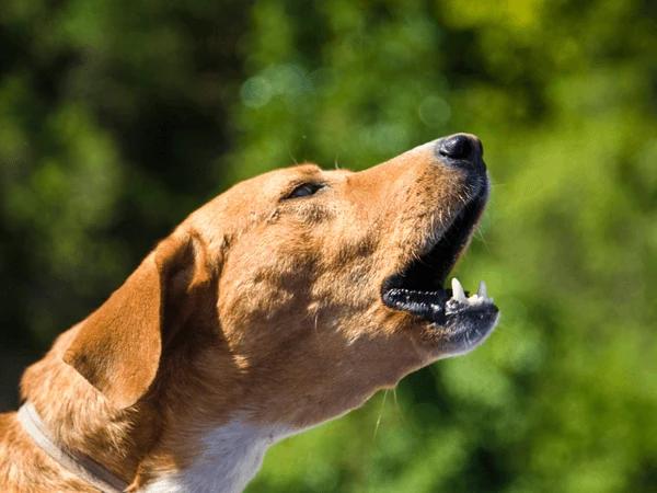 Closeup of a barking dog