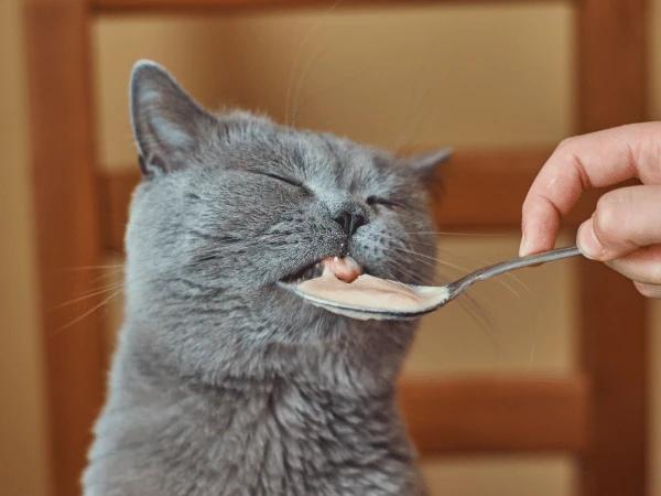 A cat tasting homemade cat food