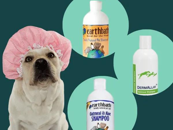 A dog wearing a shower cap beside bottles of the best oatmeal shampoo for dogs