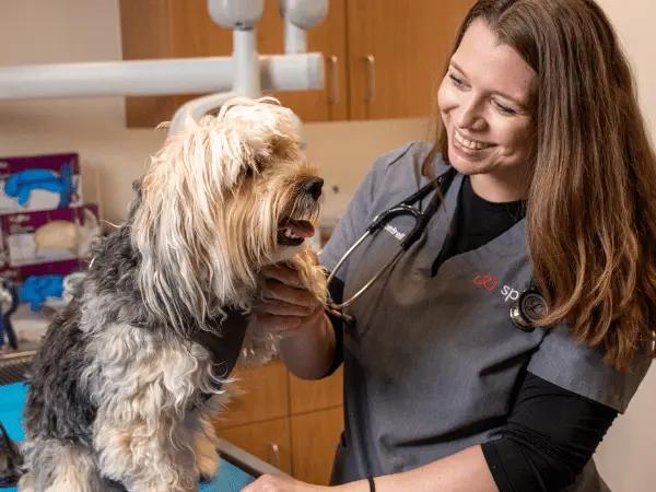 A dog undergoing a check-up wherein the vet is assessing if physical therapy for dogs will be beneficial