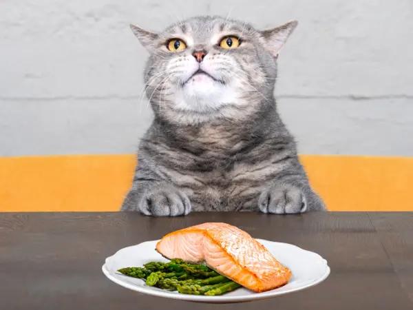 A cat on a table looking at plain cooked fish fillet, one of the healthiest human food that cats can eat