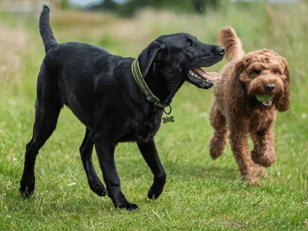 Two dogs running in a field to represent dog boarding Denver facilities with outdoor play areas