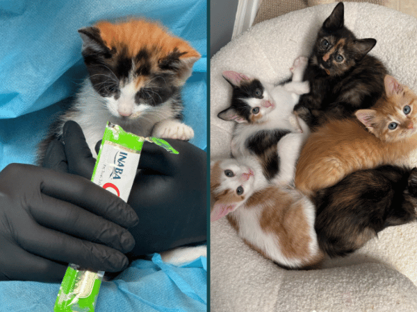 Adoptable kittens from the Anti-Cruelty Society, a kitten shelter and rescue organization in Chicago