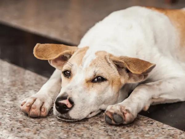 A photo of a lethargic dog, representing the symptoms of dog respiratory illness 2025