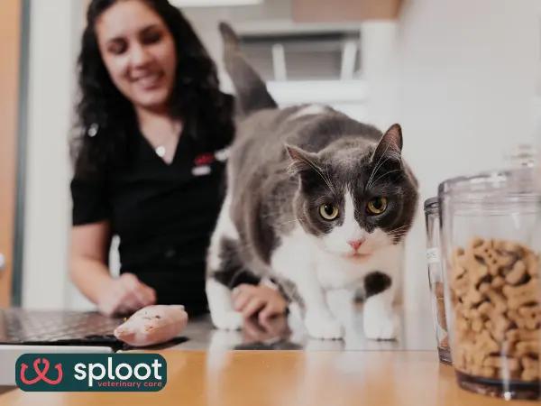 A cat brought to Sploot Veterinary Care, a cat vet clinic or cat veterinarian in Denver, Colorado, with extended clinic hours, 365 days a year