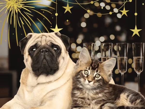 A dog and cat calm during New Year's Eve and exhibiting no fireworks anxiety because they've been prepared by their pet parent