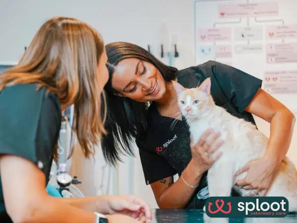 A cat getting all-in-one, Fear Free, personalized vet care at Sploot Veterinary Care, one of the best cat veterinarians in Chicago, IL