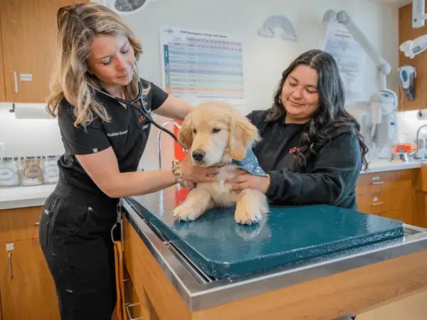 A puppy going to Sploot Vets for a consultation about potty training and other behavioral matters