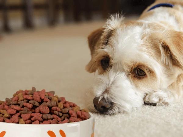 A dog not eating, showing possible signs of dog dental problems