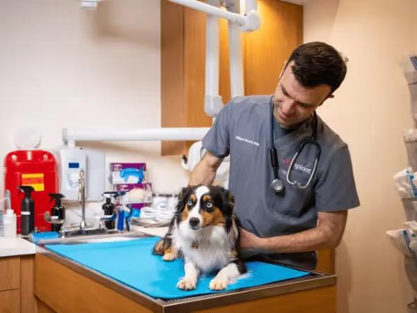 A Sploot veterinarian performing an assessment during an emergency vet visit