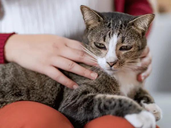 A gray cat, suddenly clingy, lying on their owner’s lap possibly due to discomfort from spaying or neutering procedures