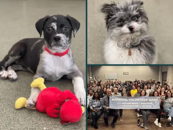 Photos of puppies for adoption and volunteers from the Anti-Cruelty Society, a puppy rescue in Chicago, Illinois