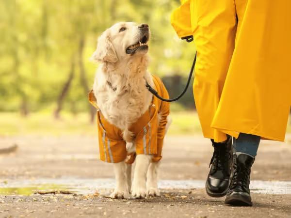 A dog happily walking beside their owner, representing a great connection which can be achieved after following tips on how to bond with your dog