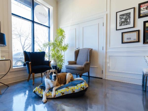 A dog lying on a bed in The Guesthouse Hotel