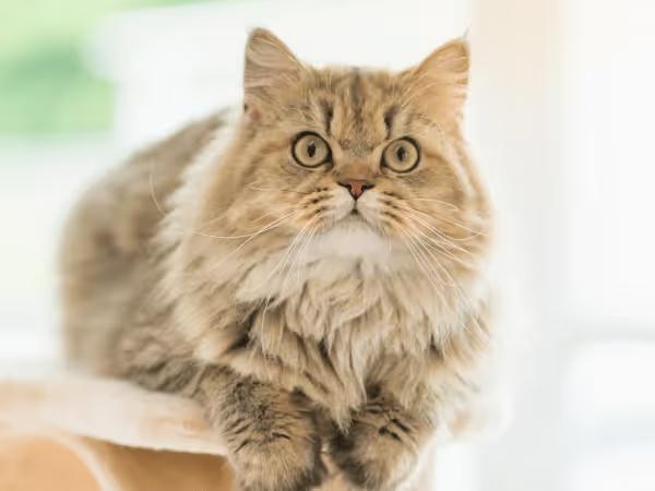 A cat happily perching on top of a cat tower