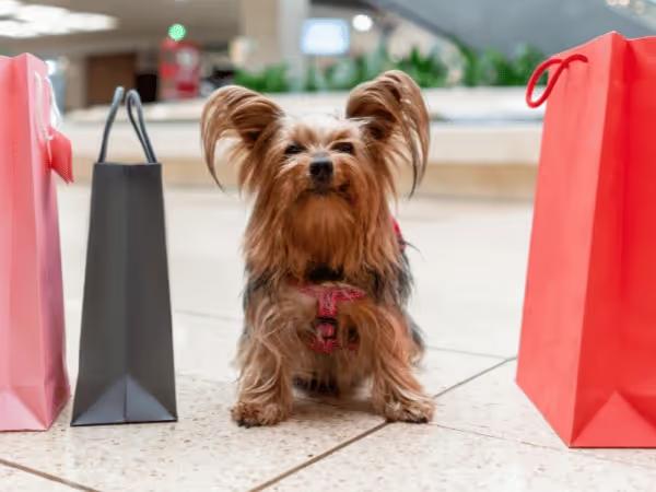 A dog between shopping bags, representing the dog friendly stores of Chicago