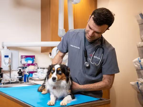 A dog getting a physical exam at an emergency dog vet at Sploot Vets, a provider of emergency vet services