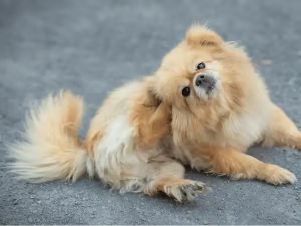 A dog with a dog itch or dog itchy skin scratching excessively
