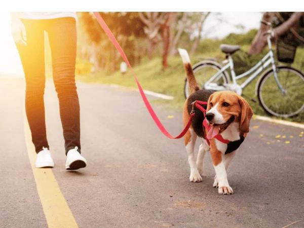 A pet parent walking a dog as part of her daily routine