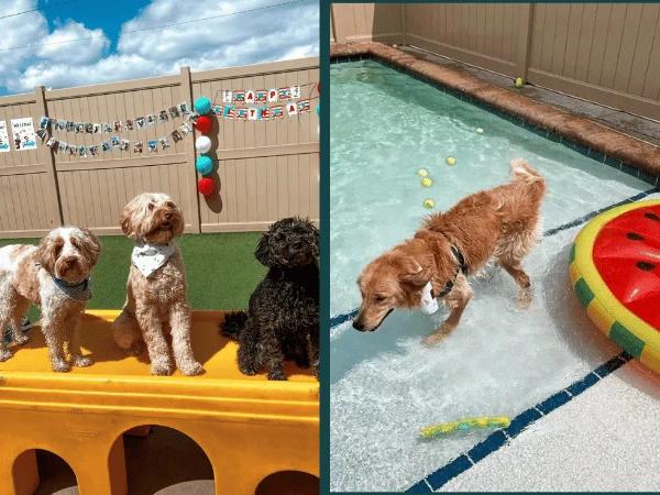 A dog party with a dog swimming pool near Chicago