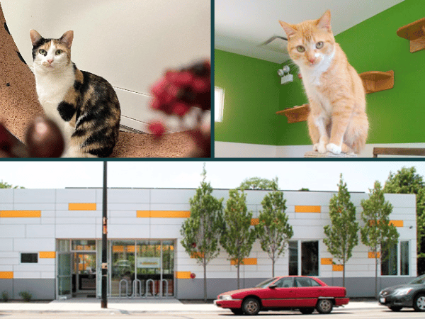 A collage showing adoptable cats and the shelter of Harmony House for Cats, a cat and kitten rescue in Chicago