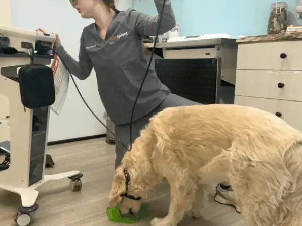 Cold laser therapy, a type of canine physical therapy, being done at Sploot Veterinary Care