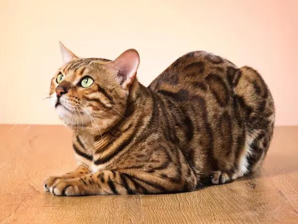 A photo of a healthy Bengal cat, representing Bengal cat care and the prevention of Bengal cat health issues