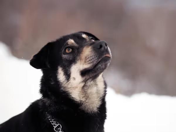 An alert dog going with his owner on a winter hike