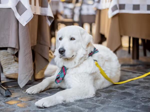 A puppy relaxing on a patio at a dog friendly bar or dog friendly breweries Denver