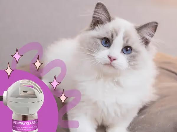 A calm cat sitting beside a cat pheromone diffuser