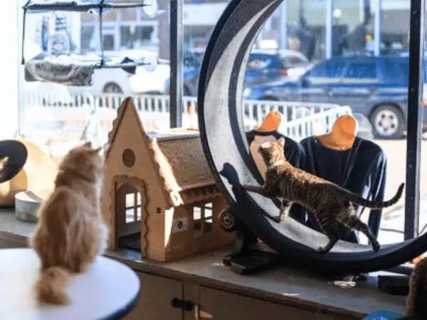 Photo of Denver Cat Company wherein two cats are playing in the cat gym environment of this Denver cat cafe