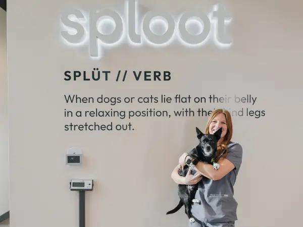 A photo of a vet carrying a dog next to a weighing scale at a Sploot Vets clinic, representing weight, a factor in determining the cost to neuter or spay a dog
