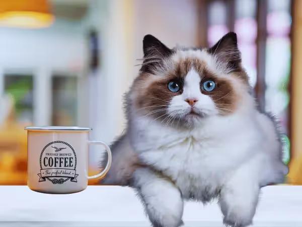 A cat sitting beside a mug of coffee to represent the experience of a Denver cat cafe