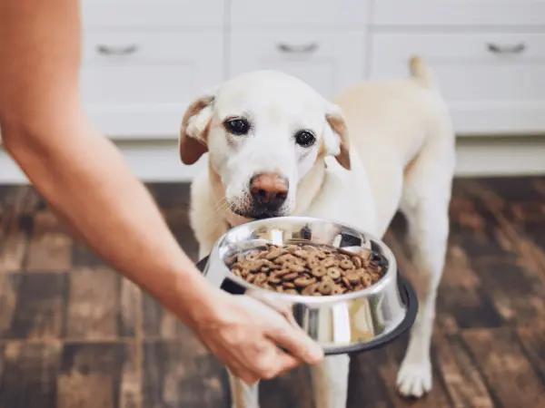 A pet parent giving a bowl of dog food to their dog, after choosing from among the best dog food brands and considering both AAFCO and WSAVA guidelines