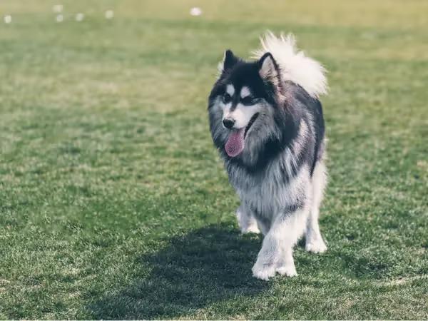 A dog walking off leash in one of the off leash Denver dog parks