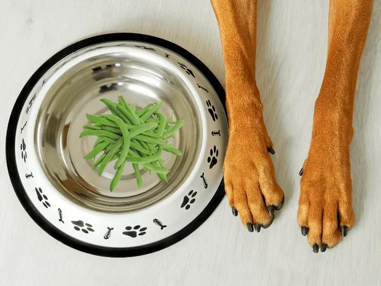 Cooked green beans, which is one of the healthiest people food dogs can eat, served inside a silver dog bowl