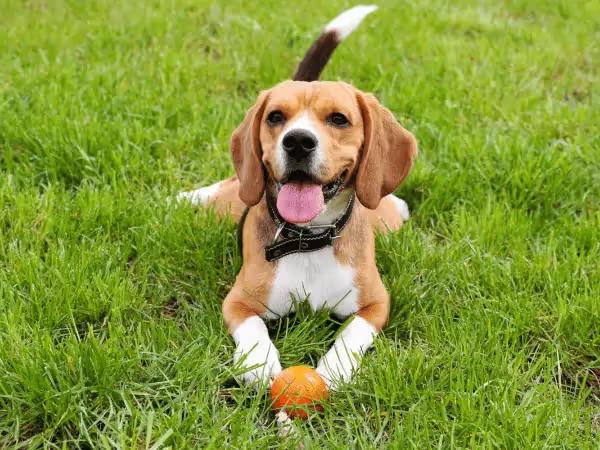 A dog playing in one of the Chicago dog parks