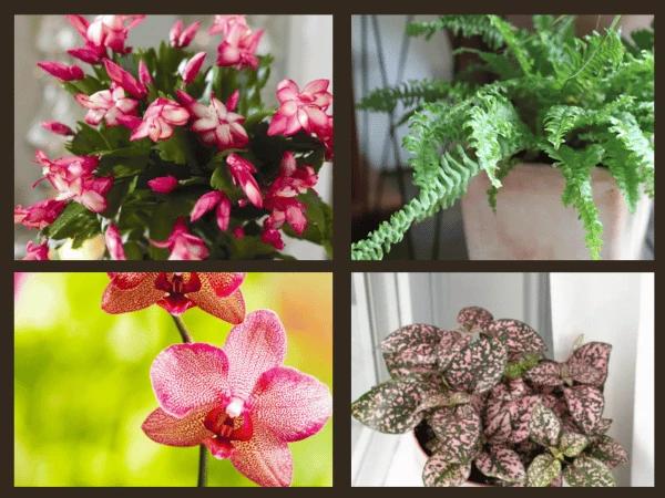 Christmas cactus, Boston fern, Moth orchid, and Polka Dot Plant, pet-friendly holiday decor plants