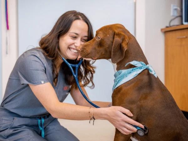 The start of a pet wellness exam in Sploot Veterinary Care, Denver, CO wherein the Sploot veterinarian is using a stethoscope