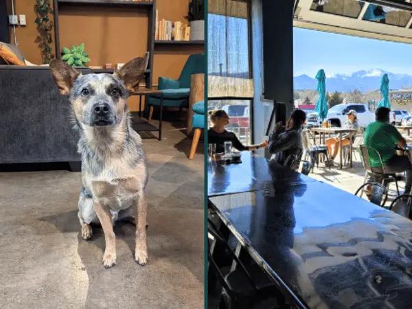 Images of Lost Friend Brewing Company, a dog-friendly brewery in Colorado Springs