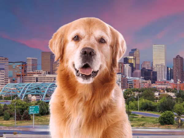 A dog in front of one of Denver's ciyscapes, representing dog-friendly activities in Denver