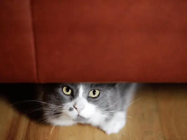 A photo of a hiding cat, representing stress and anxiety, which can be a reason why a cat is losing weight