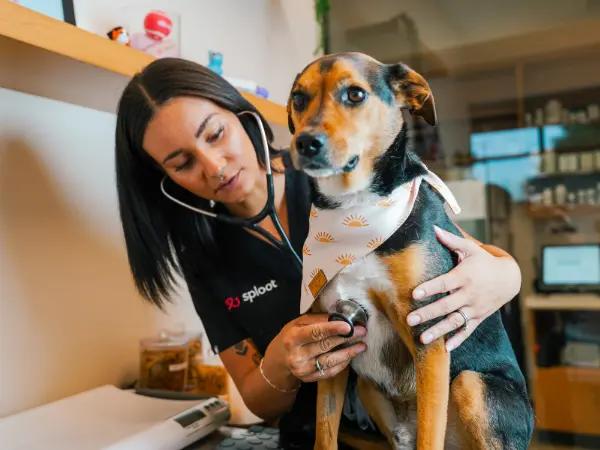 A dog brought to Sploot Veterinary Care, a vet clinic in Denver, Colorado Springs, and Chicago for chronic heavy breathing in dogs