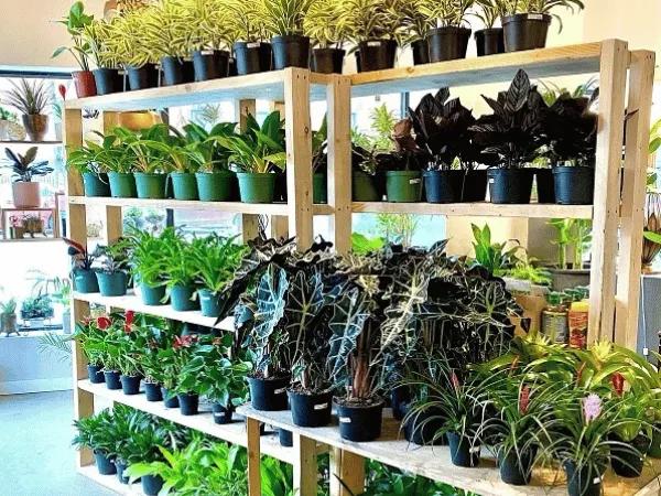 Terrace, a dog-friendly store near Roscoe Village, Chicago which offers a dog-friendly shopping experience