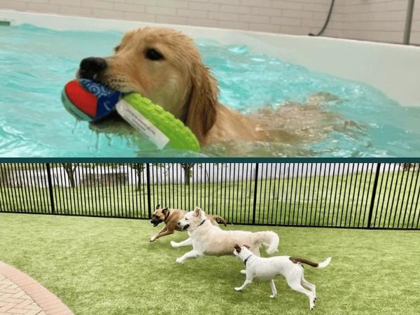 Wag N’ Paddle’s outdoor fenced area and dog swimming pool near Chicago