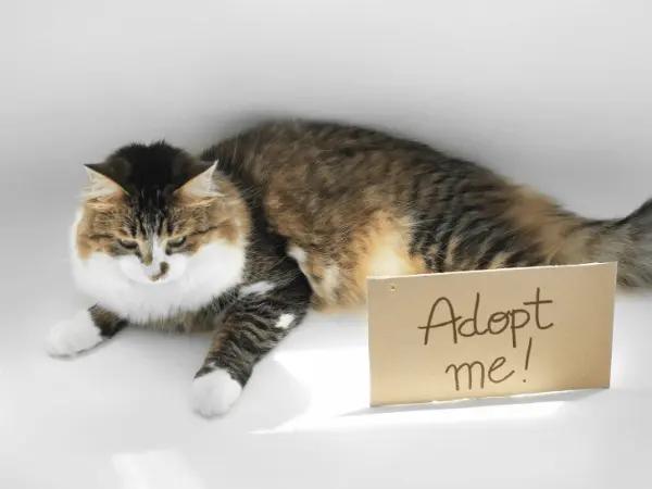 A cat next to a sign saying “Adopt me!”, representing that post-adoption is one of the times when a cat should see the vet