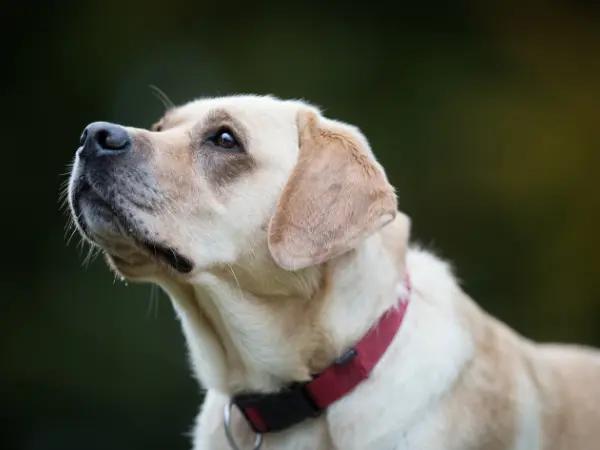 A dog looking up hopefully, representing pain relief for dogs offered by pain meds for dogs 