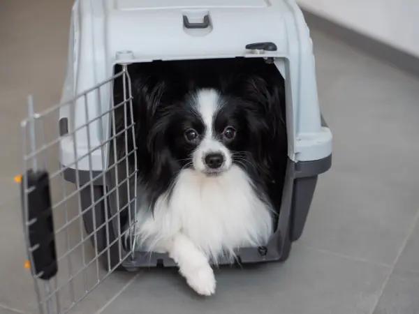  A photo of a puppy calmly staying inside an open travel crate, representing one of the steps on how to crate train a puppy