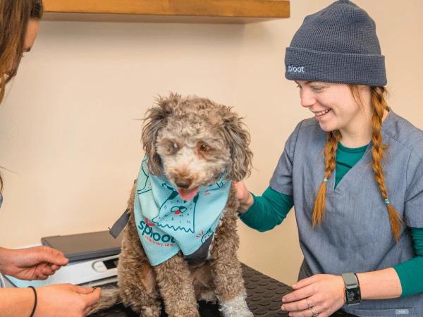 A dog getting a yearly heartworm preventive injection at Sploot Veterinary Care in Denver