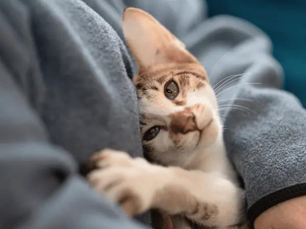 A cat hugging their owner with one paw, a representation of behaviors that make pet parents ask “Why is My Cat so Clingy”